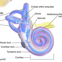 cochlea