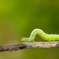 caterpillar