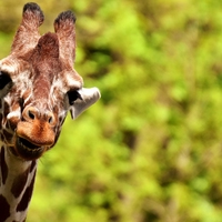 environmental variation