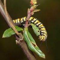 caterpillar