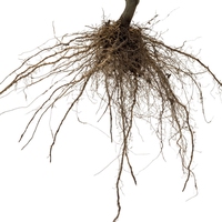 root