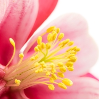 花药