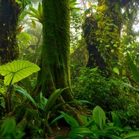 vegetation