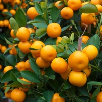 citrus farm