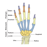 scientific diagram