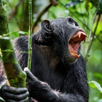 chimpanzee