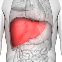 liver