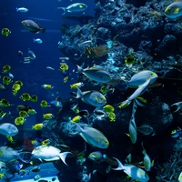 ecosystem