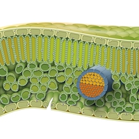 xylem
