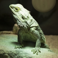 reptile