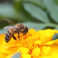 pollinator