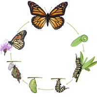 life cycle