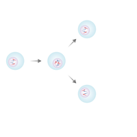 mitosis