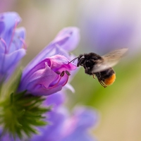 biodiversity