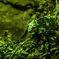 camouflage
