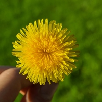 dandelion