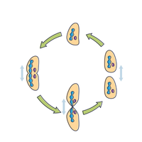 asexual reproduction
