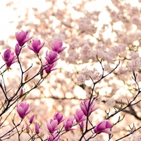 blossom