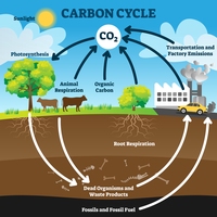 Carbon cycle