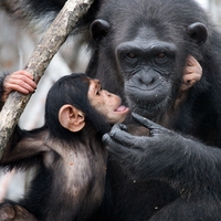 primatologist