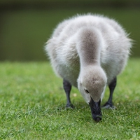 cygnet