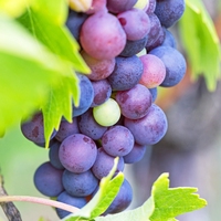 grape