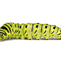caterpillar