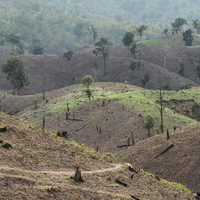 deforestation
