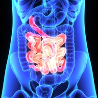 intestine