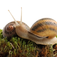 invertebrate