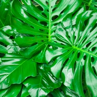 transpiration