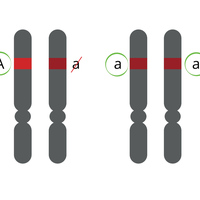 dominant allele
