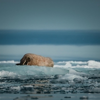Arctic Ocean