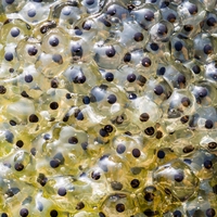 frogspawn