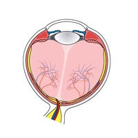 suspensory ligament