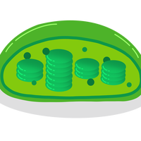 chloroplast