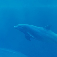 marine life