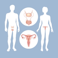 reproductive system