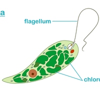 euglena