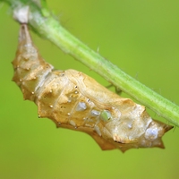 larva
