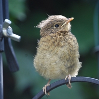 fledgling