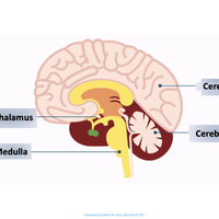 medulla