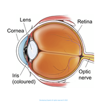 cornea