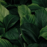 chlorophyll