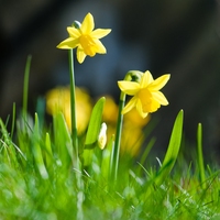 daffodil