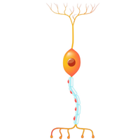 relay neurone