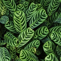epidermis